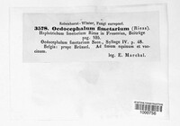 Oedocephalum fimetarium image